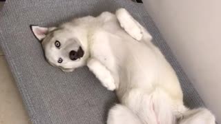White husky dog lies down in silly position with eyes open