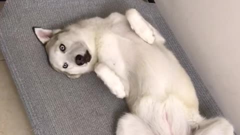 White husky dog lies down in silly position with eyes open