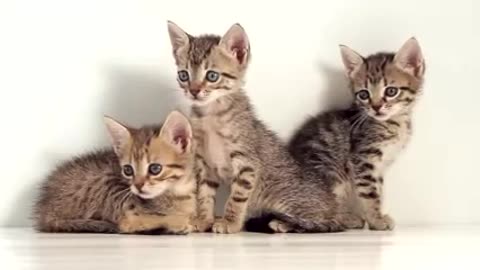 Cute Cats | Copyright FREE funny cat video