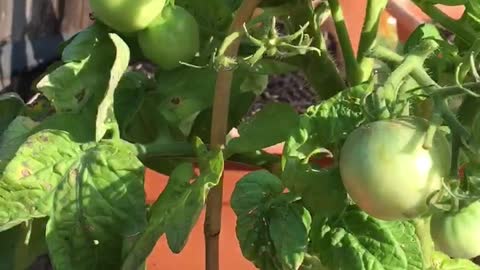 Harvesting tomato's.