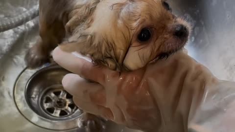 Cute Puppy Bathing in style