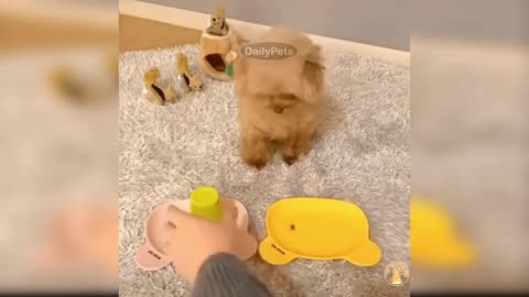 Cute Dog Chose The Wrong Bowl