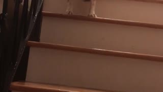 Orange dog afraid of going down the stairs