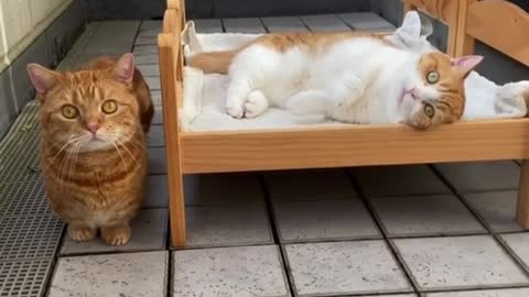 Super Cute Cats Chill Out On Their Custom Beds