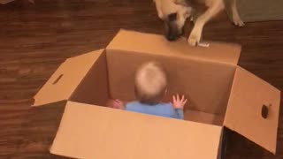 Funny Dog Pulling Baby Around in a Box