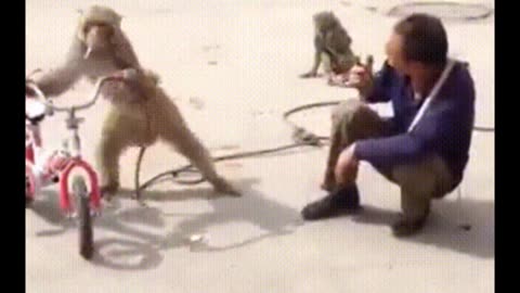 Funniest Monkey cute and funny monkey 2024 videos Full HD