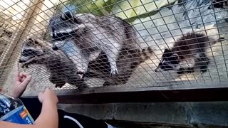 Really cute raccoon