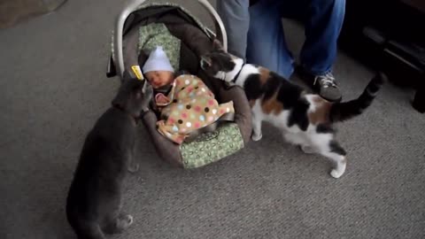 Cats Meeting Babies For The First Time