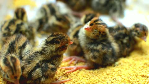 Cute little baby chicks 😻
