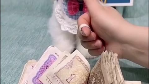 Counting money with smart and cute dogs