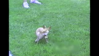 Man Pretends To Wind Up Chihuahua Sends Him Spinning After His Tail