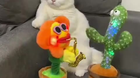 Funny cat video🤪🤪😜😜😜cats nd music