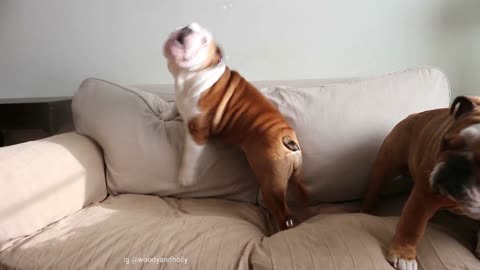 Bulldog falls off couch trying to catch bubbles