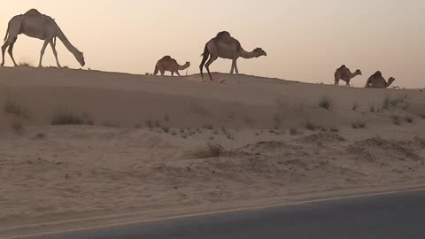 Camel in the desert