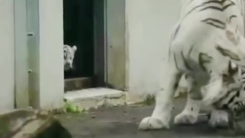 Baby tiger scares his mother