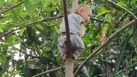 adorable baby monkey