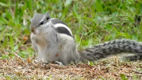 Squirrel,Squirrel video,Animal,Animal video