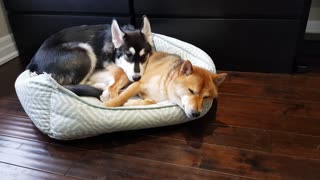 Precious compilation of doggy best friends and their cutest moments together