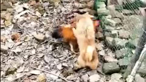 Chicken Vs dog fight