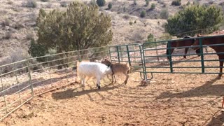 Small Cow Upends A Way Too Curious Donkey