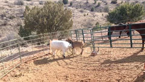 Small Cow Upends A Way Too Curious Donkey