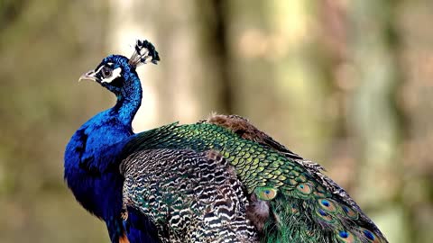 Short but Stunning Video Clip of a Beautiful Peacock