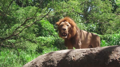 lion king hd video 4k #lion #tiger