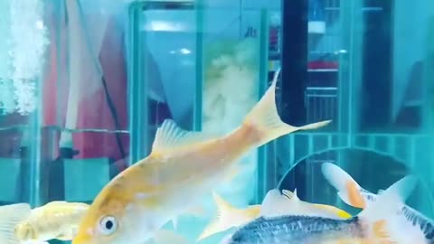 Ornamental Fish Decorations - Aquarium Fish Farming Business Plan in Tank and Pond