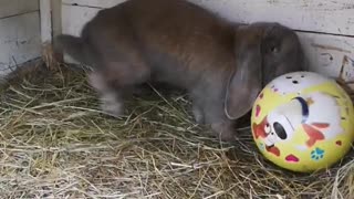 This movie will surprise you! Rabbit plays football like Messi.