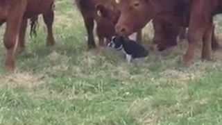 Small black and white dog with brown cows