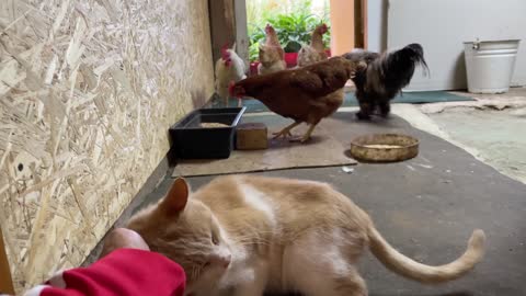 See the friendship of the cat and the hen