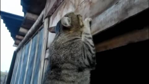 Cat doing some pull ups