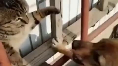 Fight Compilation | funny fight cats and dog 🐶😹 - Funny Animals Compilation 😂