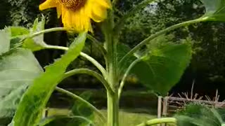 A Closer look at the Only One Sunflower