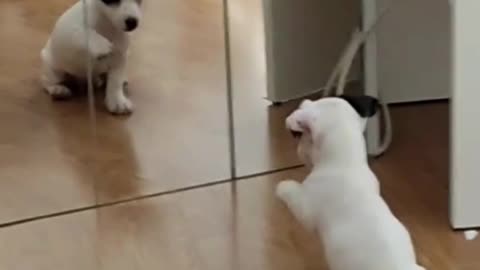 Little dog gets confused when he sees himself in the mirror 🧡🐶😍