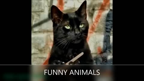 Best funny animal Top 20