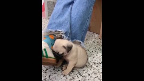Love Animals, Cute Pets And Funny Animals Compilation 2021
