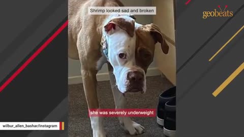 Rescue dog just wants everyone to love her