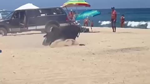 Bull attacks woman on Mexico Beach
