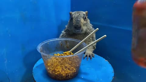 7 #Marmot #Groundhog #Pet Daily Life I'm having turkey noodles today S1 E5