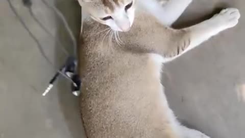 funny cat playing video beautifuly