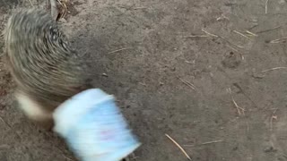 Helping Hand for Hedgehog