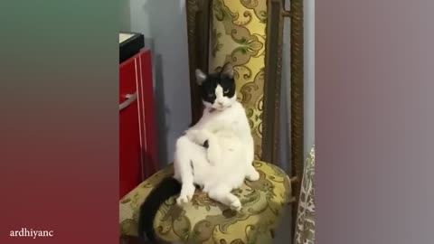 Cats that threaten human existence 😂 Funny Cat Videos of 2024 😹