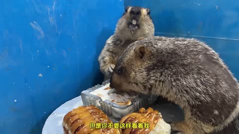 39 #Pet Daily #Groundhog #Marmot Have a snack.