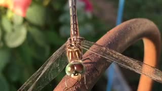 Dramatic dragonfly cleaning his eyes