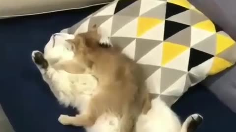 the most cutest moment cute cat sleeping ( cats and kittens)