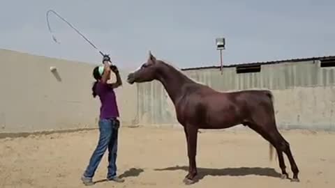 train the arabian horse video