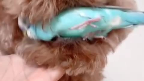 Wtf puppy holds budgie in its mouth