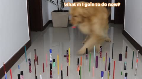 Barrier challenge cat vs dog