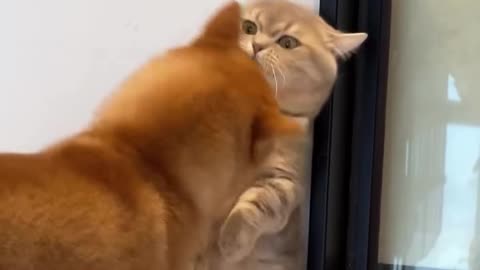 Why This Cat Is the King of Cuteness – A Must-See Video!